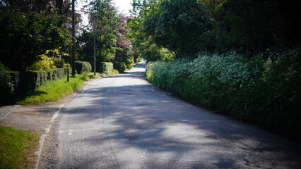 Obraz premium Woodland and road photography