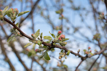 A spring flowering branch of an apple tree with white flowers. Background with a branch of a flowering tree