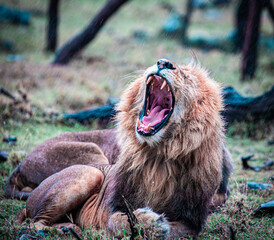 Roaring Lion in the Rain
