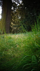 Obraz premium Countryside, Woodland, Nature, Landscape, Rural, Forest, Trees, Scenic, Serene, Tranquil, Greenery, Foliage, Meadows, Fields, Tranquility, Countryside scenery, Natural beauty, Outdoor, Peaceful, Wilde