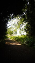 Fototapeta premium Countryside, Woodland, Nature, Landscape, Rural, Forest, Trees, Scenic, Serene, Tranquil, Greenery, Foliage, Meadows, Fields, Tranquility, Countryside scenery, Natural beauty, Outdoor, Peaceful, Wilde