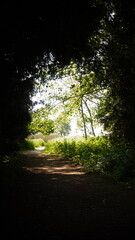 Obraz premium Countryside, Woodland, Nature, Landscape, Rural, Forest, Trees, Scenic, Serene, Tranquil, Greenery, Foliage, Meadows, Fields, Tranquility, Countryside scenery, Natural beauty, Outdoor, Peaceful, Wilde