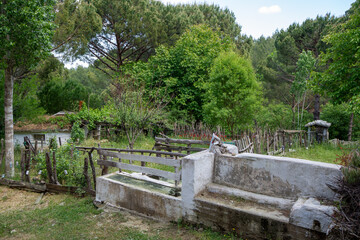Ida Mountain National Park in Bergama, Izmir - Turkey. Deep Forest Area.