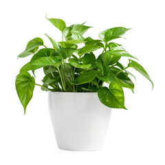 Pothos in white pot isolated on transparent background