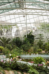 Dreamy landscape with exotic evergreens in a greenhouse. Cloudy weather. Old tropical botanical garden. Diversity