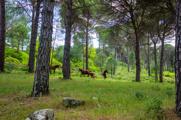 Wild Horses / Mustangs in the Ida Mountains Wild Horse Range on the Border of Balıkesir and Izmir,...