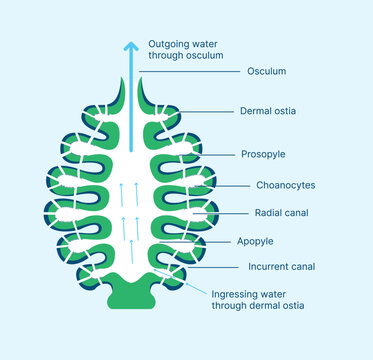 Sponge Canal System Diagram &ndash; Water Flow Structure in Porifera