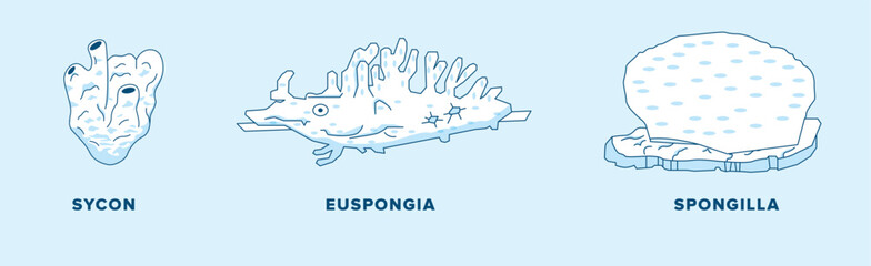 Porifera Sponge Diagram – Sycon, Euspongia, and Spongilla Illustration for Zoology Education