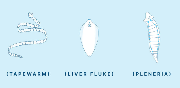 Flatworm Anatomy Illustration &ndash; Tapeworm, Liver Fluke, and Planaria Diagram for Biology Education