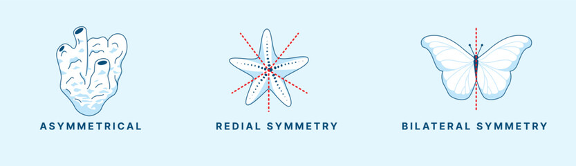 Types of Animal Symmetry – Asymmetrical, Radial, and Bilateral Symmetry Vector Illustration