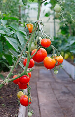 A bunch of red tomatoes hanging from a plant. Vertical crop.