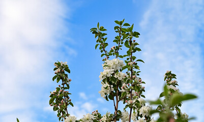 Blooming apple tree on a blurred natural background. Selective focus. High quality photo