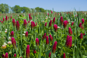Inkarnat-Klee (lat.: Trifolium incarnatum) auf einem landwirtschaftlichen Feld / Anbau von Futterpflanzen