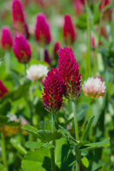 Inkarnat-Klee (lat.: Trifolium incarnatum) - Nahaufnahme / close-up - Hochformat