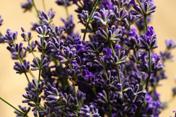 Freshly picked ripe fragrant lavender flowers close up