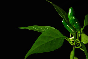Hot pepper pods growing on a young plant