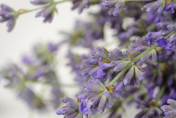 Freshly picked fragrant lavender flowers close up