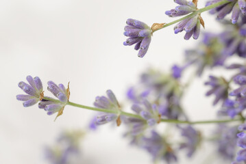 Freshly picked fragrant lavender flowers close up