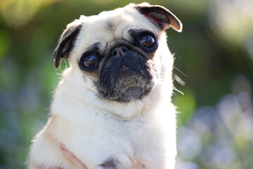 Pug dog portrait, close up