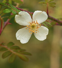 Beautiful close-ip of rosa sericea, subsp. omeiensis