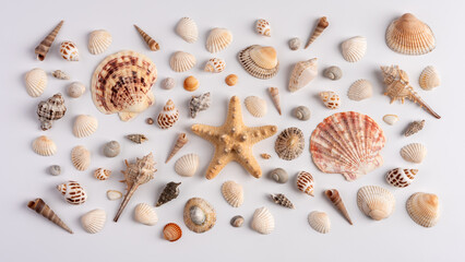 Collection of various exotic sea shells and starfish