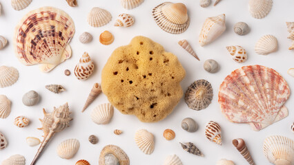 Collection of various exotic sea shells and starfish