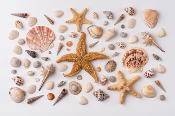 Collection of various exotic sea shells and starfish