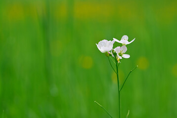 Beautiful close-up of a cardamine pratensis flower