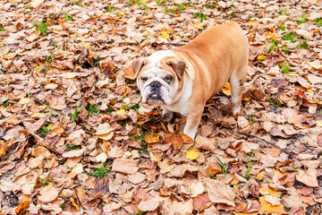 Bulldog in autumn leaves.