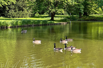 Nilgänse im See © Klaus Eppele