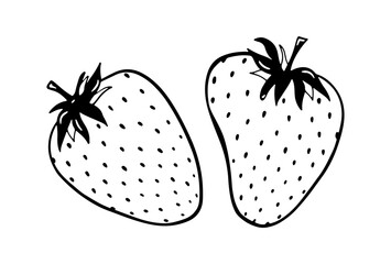 Pair of doodle strawberry vector illustration. Black hand drawn abstract fruit with leaves. Sketch berry drawing