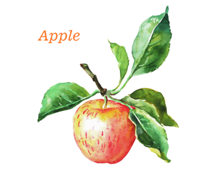 Apple, watercolor illustration of red and yellow apples, fruits, watercolor food illustration , hand drawn illustration