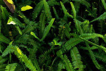 fern leaves in the forest background