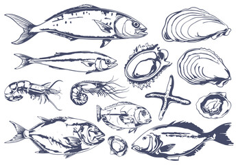 Hand drawn ocean fish vintage style. Mackerel shrimps and clams seastar. Underwater wild life characters. Seafood sketch vector collection