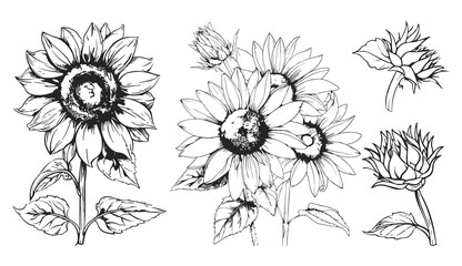 Hand drawn skertch sunflowers. Sunflower blooming doodle set, big flowers. Floral nature seasonal vector elements