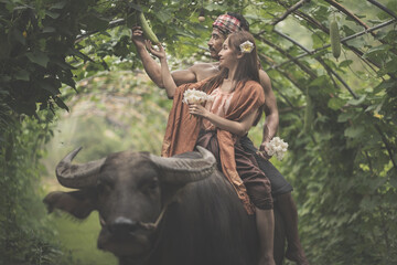 An Asian Thai couple is happily riding buffalo wearing a traditional outfit farmer in agricultural...