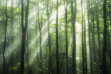 Fototapeta premium Dappled patterns of sunlight filtering through the canopy of a forest, with the interplay of light and shadow creating a mesmerizing minimalist composition