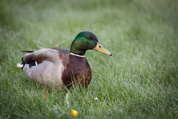 Early morning dew duck 