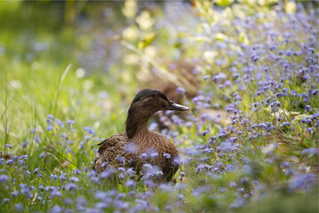 Duck in gorgeous flower garden