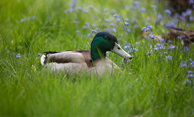 Cute duck sitting on grass with purple forget me not