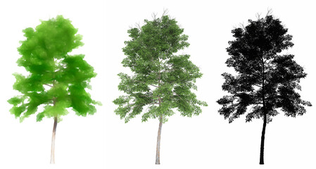Fototapeta premium Set or collection of Lacebark Elm trees, painted, natural and as a black silhouette on white background. Concept or conceptual 3d illustration for nature, ecology and conservation, strength, beauty