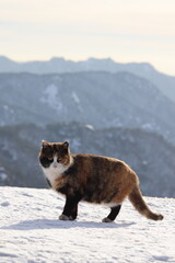 cat in the snowy mountain