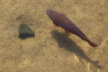 Carp in clear water