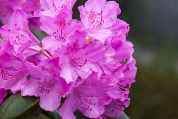Blooming pink rhododendron flowers in a garden
