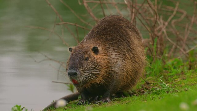 Nutria sits and cleans itself. Wild nature. Close-up of a water nutria on a lake. Natural habitat of otter, nutria, beaver