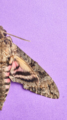details of a gray moth with dead rose Agrius convolvuli