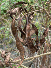 dry branches of a Leucaena leucocephala tree with the leaves of a plant