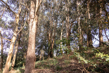 Green natural landscape with large trees, mostly eucalyptus, within the city of Matosinhos, Portugal in broad daylight. Natural refuge in urban areas.