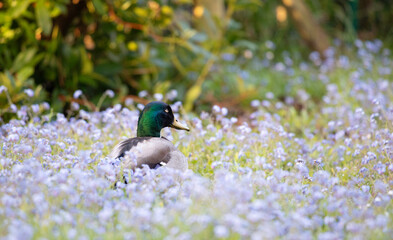 Duck with purple flowers all around 