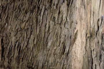 Bark texture background on eucalyptus tree trunk.